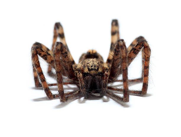 istock Macro shot of dead spider, isolated 182897256