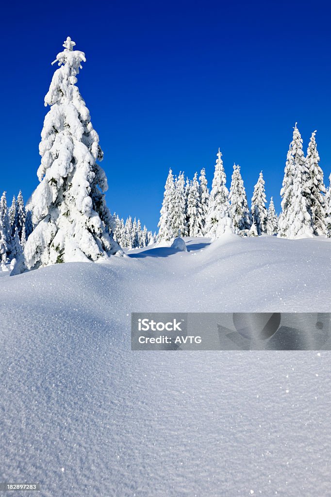 Wild invierno paisaje con árbol de abeto bajo nieve bosque - Foto de stock de Abeto libre de derechos