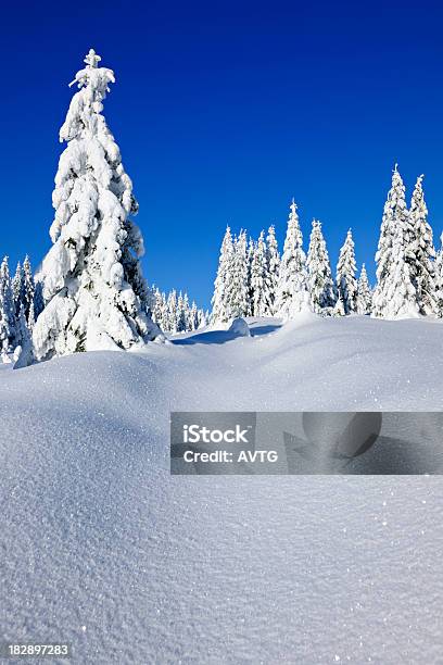 Wild Invierno Paisaje Con Árbol De Abeto Bajo Nieve Bosque Foto de stock y más banco de imágenes de Abeto