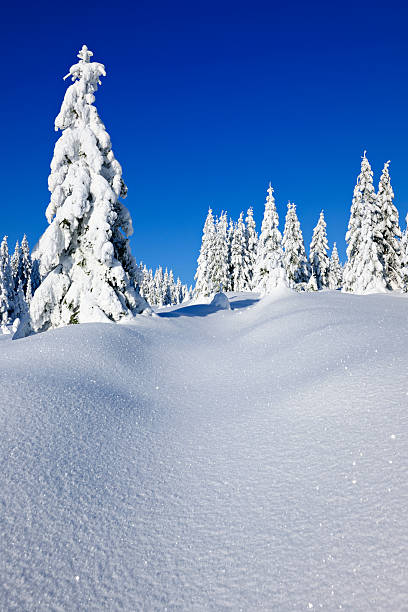 istock Wild Winter Landscape with spruce tree forest covered by snow 182897283