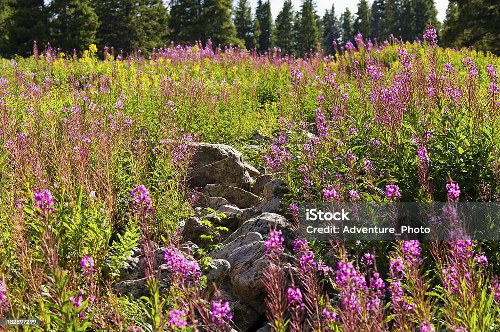 Pink Fireweed Flowers Scenic Landscape Pink Fireweed Flowers Scenic Landscape.  Mountain flowers in bloom late summer.  Captured as a 14-bit Raw file. Edited in ProPhoto RGB color space. Backgrounds Stock Photo
