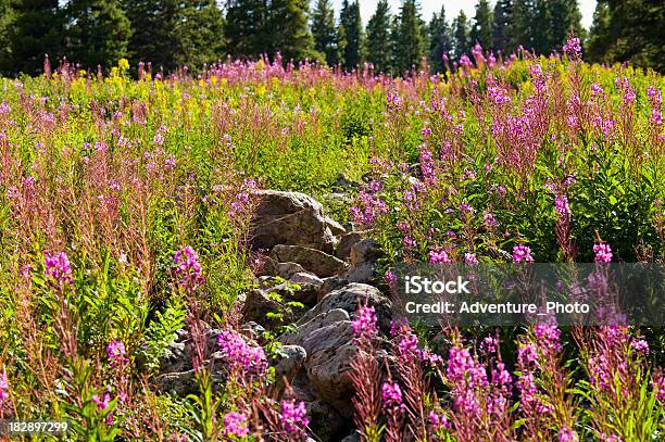 Pink Fireweed Flowers Scenic Landscape Stock Photo - Download Image Now - Backgrounds, Color Image, Colorado