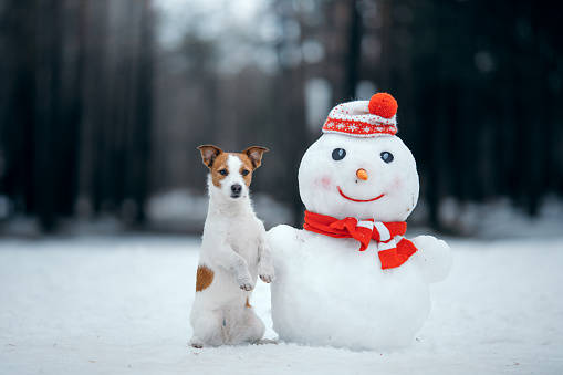 dog in snowy winter makes a snowman. Jack Russell Terrier in a scarf.