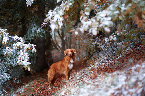 solitary Nova Scotia Duck Tolling Retriever dog stands amidst a dusting of snow, a blend of autumn warmth and winter's chill