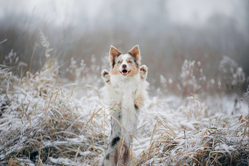 dog in snow, winter mood. Obedient border collie in nature.