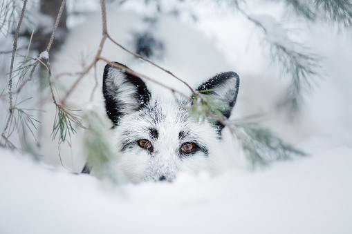 Arctic fox looking after rivals and danger in the forest