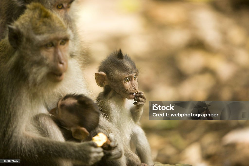 Lange Stumpfschwanz-Makaken - Lizenzfrei Affenwald von Ubud Stock-Foto