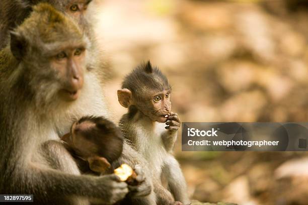 Macaques De Cola Larga Foto de stock y más banco de imágenes de Agarrar - Agarrar, Aire libre, Alimentar