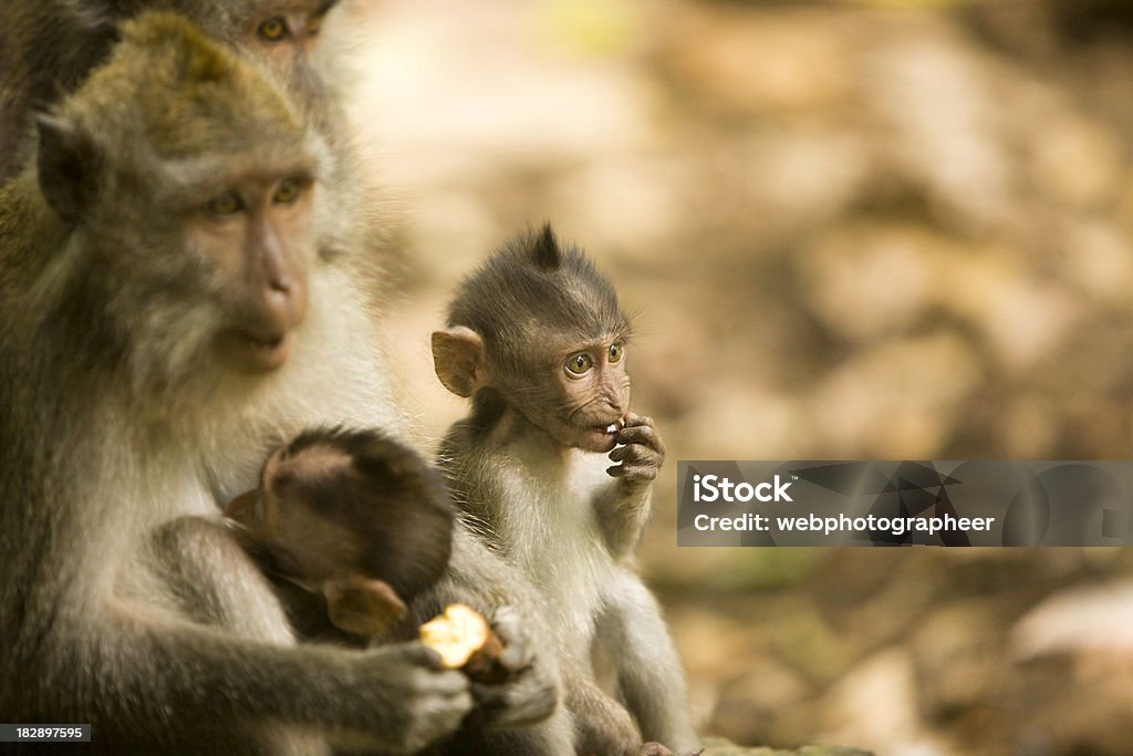 Macaques dalla coda lunga - Foto stock royalty-free di Accudire