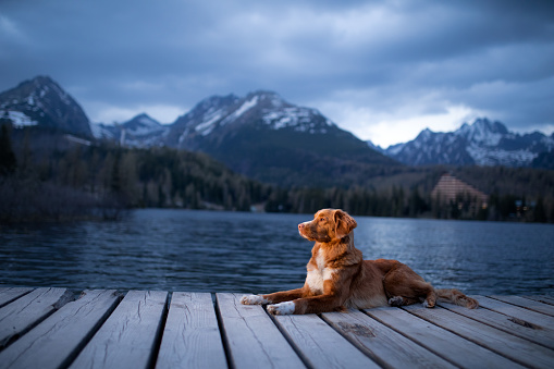 dog in mountains lake, wooden bridge . Evening view. Traveling with pets in nature. Nova Scotia Duck Tolling Retriever