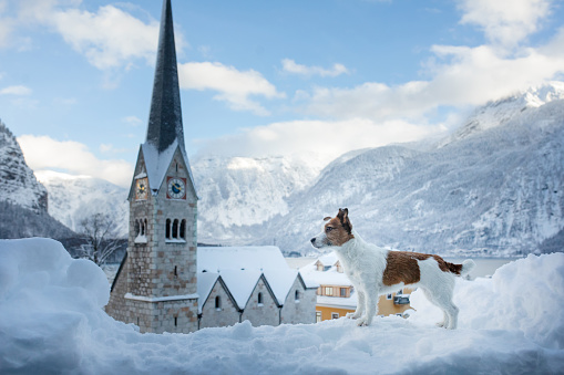 Dog in nature winter. sweet Jack Russell Terrier in the mountain town of Hallstatt in Austria.