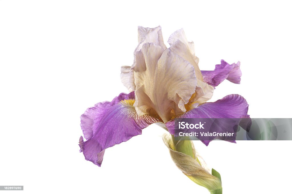 Zweifarbiger purple iris auf weiß. - Lizenzfrei Ausgebleicht Stock-Foto