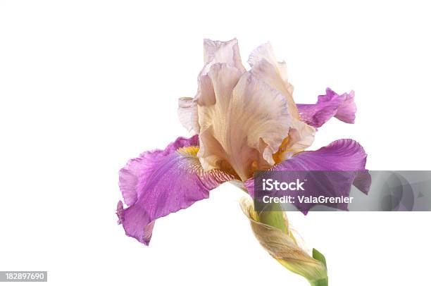 Zweifarbiger Purple Iris Auf Weiß Stockfoto und mehr Bilder von Ausgebleicht - Ausgebleicht, Baumblüte, Bildkomposition und Technik