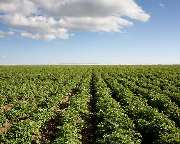 Potatoe Field stock photo