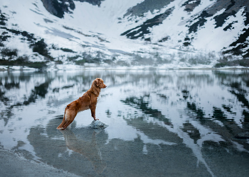 dog in the mountains in winter. Pet in the park on the nature. Nova Scotia Duck Tolling Retriever, Toller