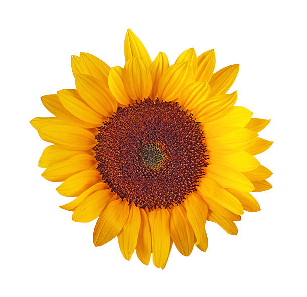 istock XXXL sunflower head 182897799
