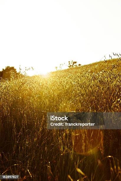 Gold Yellow Wheat At Sunset Stock Photo - Download Image Now - Agricultural Field, Agriculture, Autumn