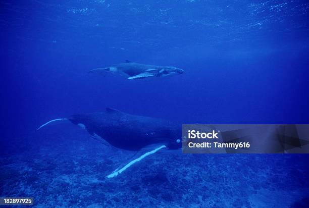 Mama Und Kalbsleder Buckelwale Stockfoto und mehr Bilder von Wal - Wal, Buckelwal, Dominikanische Republik