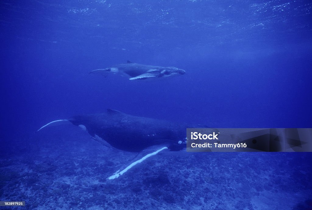 Mama de veau et à bosse - Photo de Baleine libre de droits