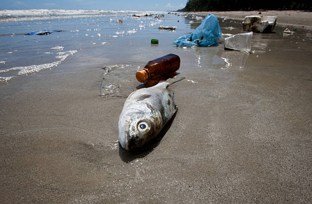 Dead fish on a beach surrounded by washed up garbage. Dead fish on a tropical beach surrounded by washed up garbage including bottles and plastic bags. plastic marine life stock pictures, royalty-free photos & images