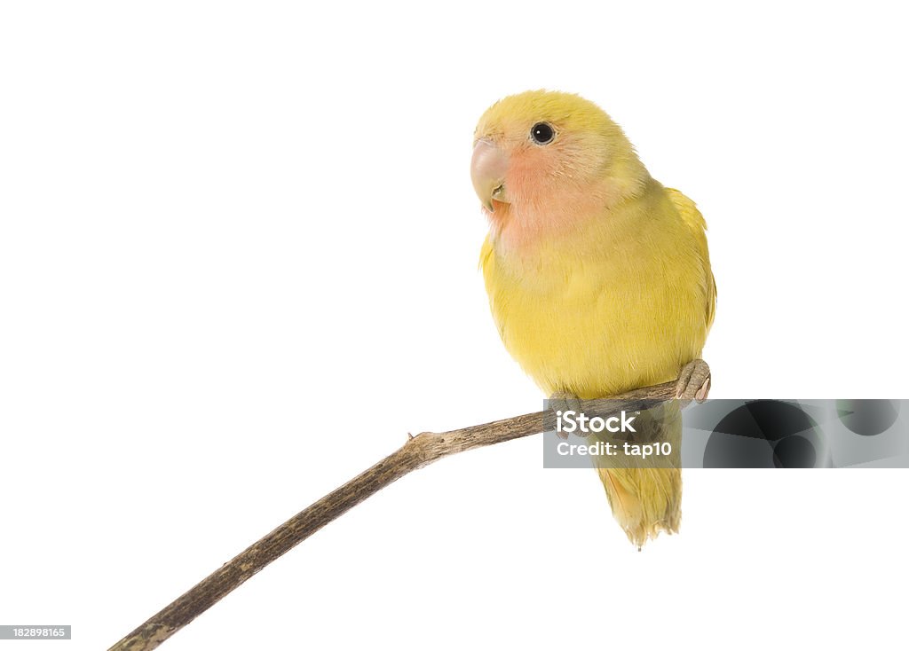 Amor de Pássaro - Foto de stock de Animal royalty-free