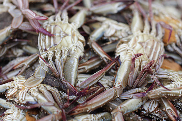 Pila de muertos de crabs - foto de stock