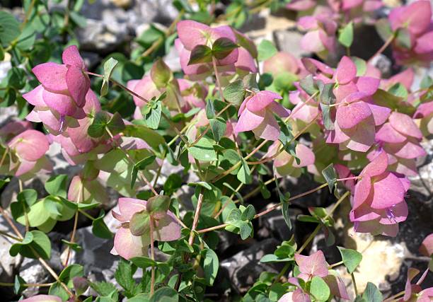 origanum rotundifolium の花 - oregano herb garden herb gardens ストックフォトと画像