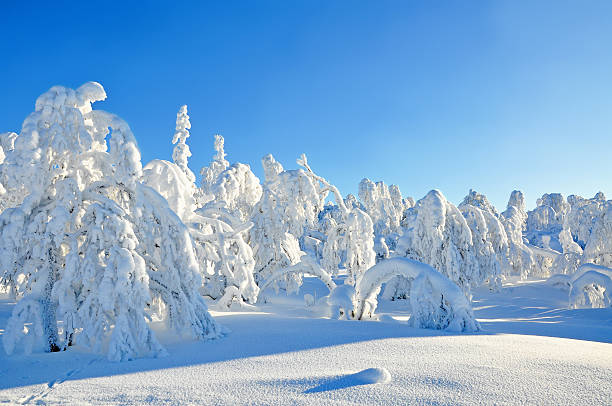 istock Winter, snow covered trees and landscape 182898450