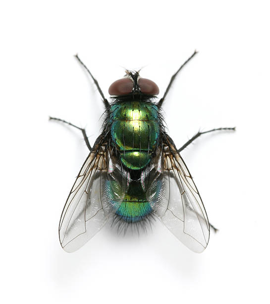 mosca - flying imagens e fotografias de stock