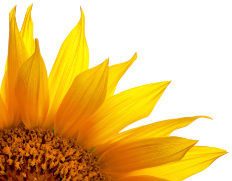 Crop of Sunflower. Backlit sunflower. Shot in studio.see similar files: