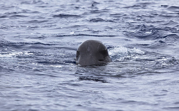 istock Whales snout emerging from the sea 182898610