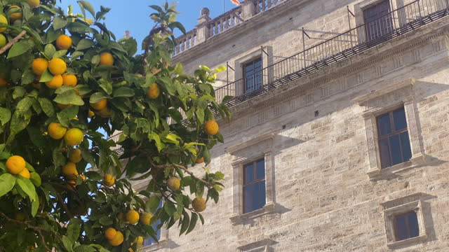 Orange tree next to old-fashioned building