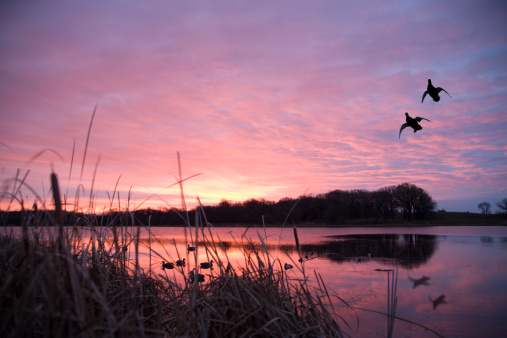 Duck Hunting Pictures | Download Free Images on Unsplash