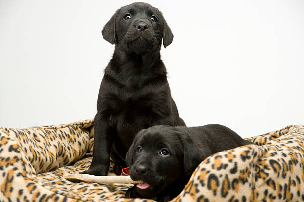 istock Black lab puppies on white seamless 182898808
