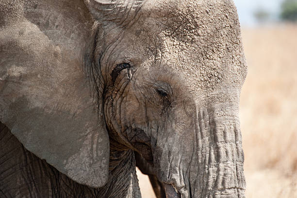 istock Elephants in the Serengeti 182898922