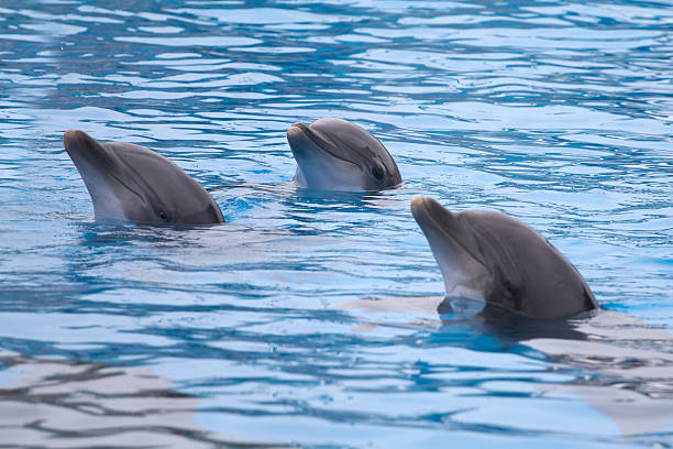 Happy dolphins stock photo