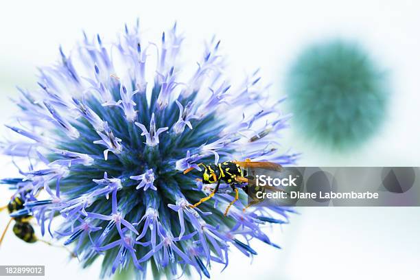 Vespa Em Cardo Esférico - Fotografias de stock e mais imagens de Cardo - Cardo, Cardo Esférico, Flor