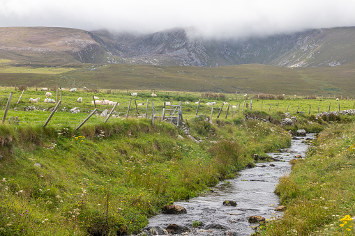 Typical Irirsh farm with sheeps and mountains, Keel west, Slievemore, Achill island, Mayo, Ireland