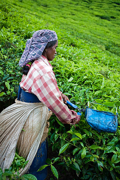 istock Woman harvesting tea leaves 182899186