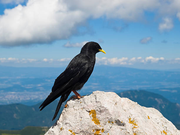 chova piquigualda en la cima de la montaña - cordillera karavanke fotografías e imágenes de stock