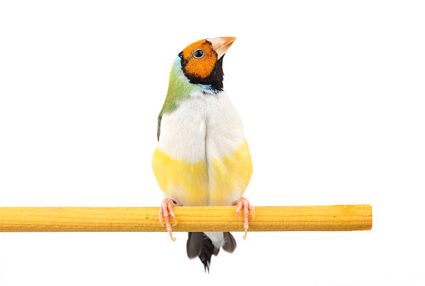 istock Gouldian Finch 182899573