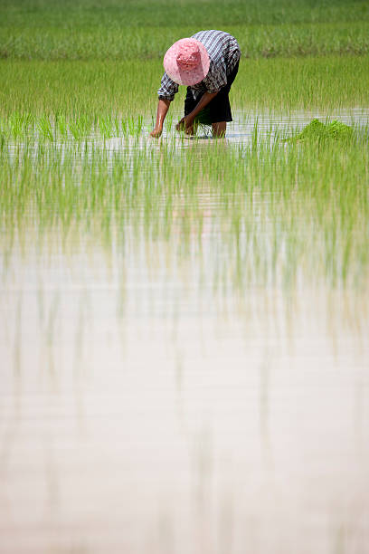 istock Planting rice seedlings, Thailand, Southeast Asia. 182899627