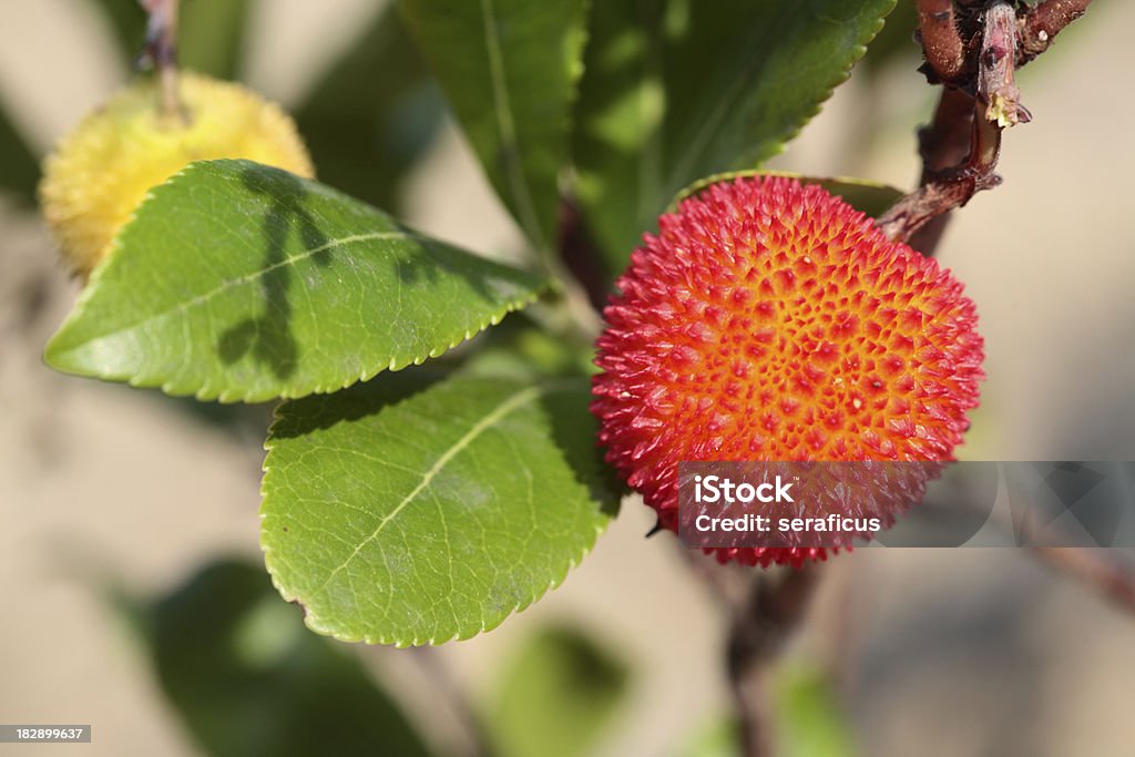 Obst einer Erdbeer-tree (Arbutus Unedo - Lizenzfrei Westlicher Erdbeerbaum Stock-Foto