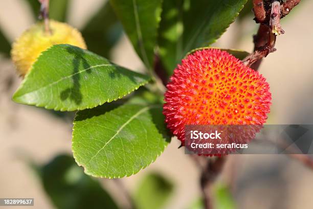 Obst Einer Erdbeertree Arbutus Unedo Stockfoto und mehr Bilder von Westlicher Erdbeerbaum - Westlicher Erdbeerbaum, Amerikanischer Erdbeerbaum, Ast - Pflanzenbestandteil