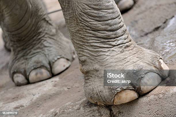 Elephant Füße Stockfoto und mehr Bilder von Afrikanischer Elefant - Afrikanischer Elefant, Asiatischer Elefant, Dickhäuter