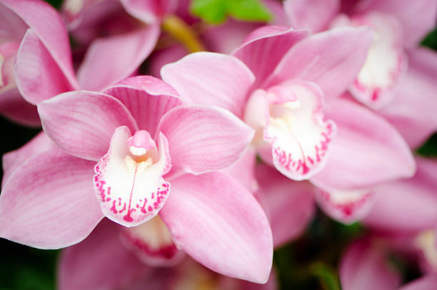 Close-up of a Pink Cymbidium Orchid with copy space.