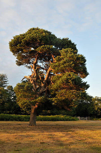istock Scots Pine in the New Forest 182899830