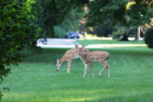 Two very young fawn whitetail (Odocoileus virginianus) deer in a suburban neighborhood yard in late afternoon. Though constantly cautious for potential danger, both took turns watching an intruder curiously as the other grazed more comfortably. Slight movement blur on foreground fawn's closest back leg. 