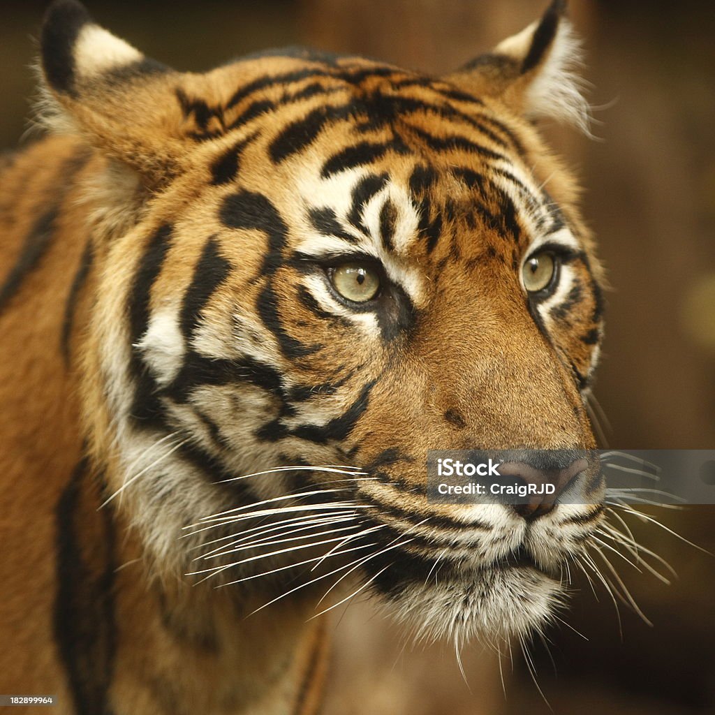 Tiger Face - Lizenzfrei Bedrohte Tierart Stock-Foto
