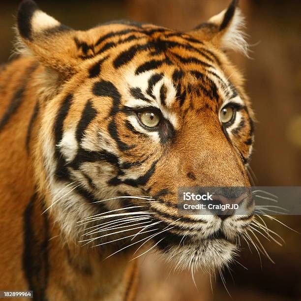 Лицо Тигра — стоковые фотографии и другие картинки Большая кошка - Большая кошка, Вымирающие виды, Голова животного
